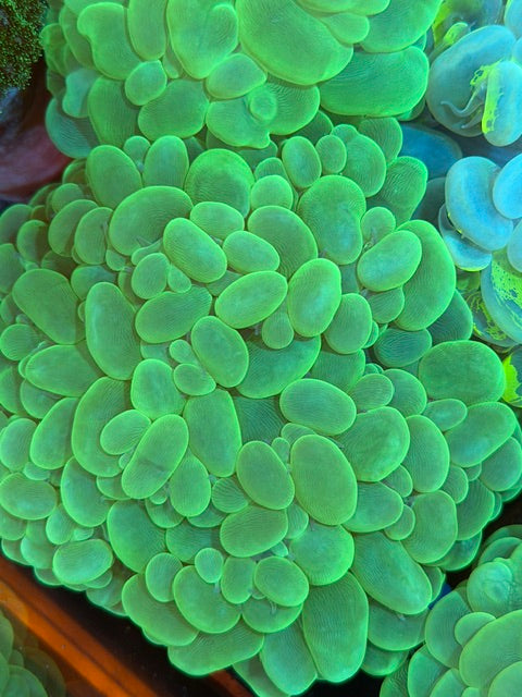 METALLIC BUBBLE CORAL