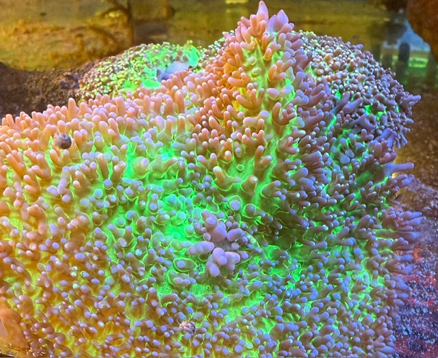 FUZZY MUSHROOM 1-2