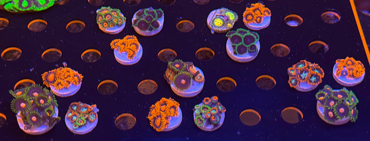 BPC 3 ZOA PACK