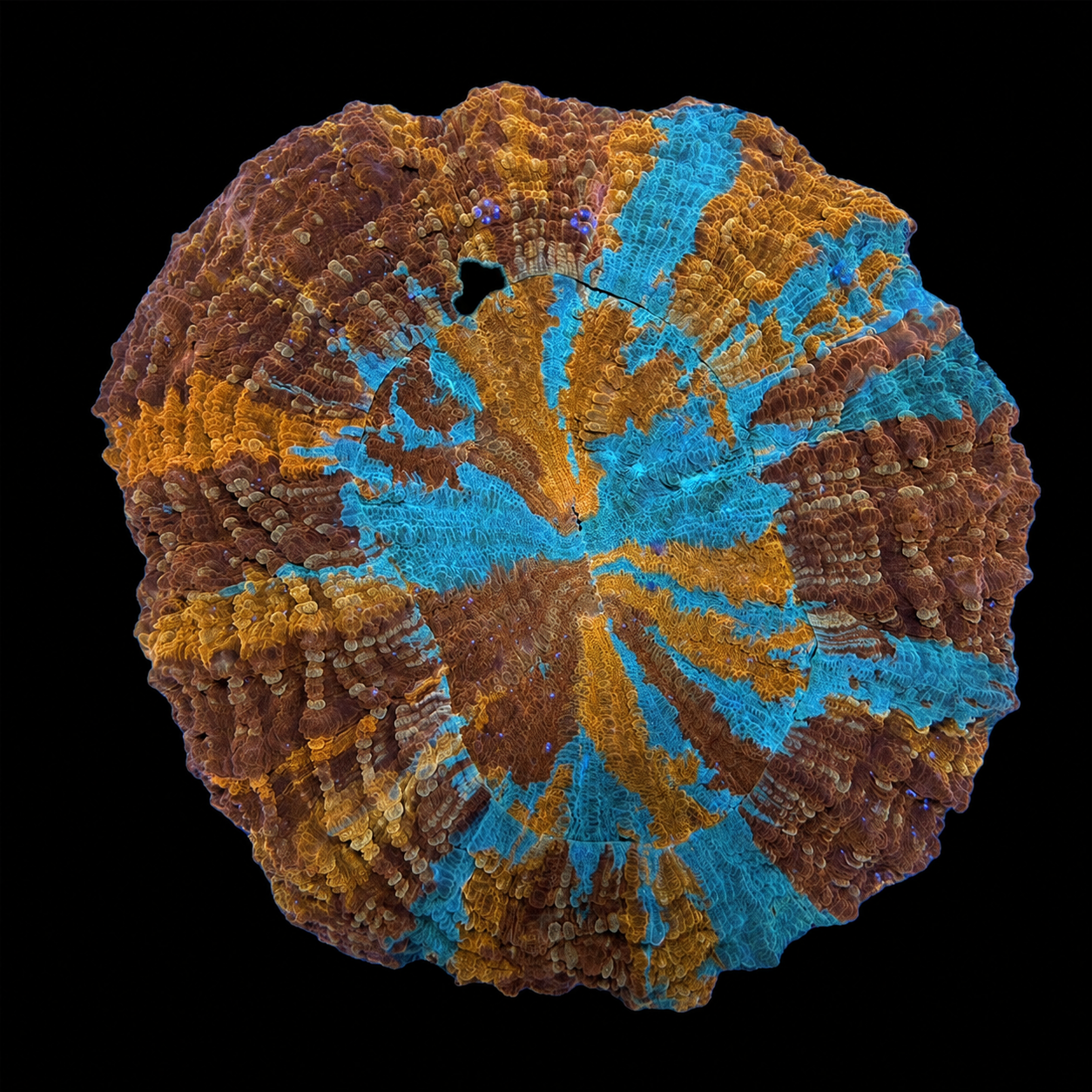 SFR ACANTHOPHYLLIA