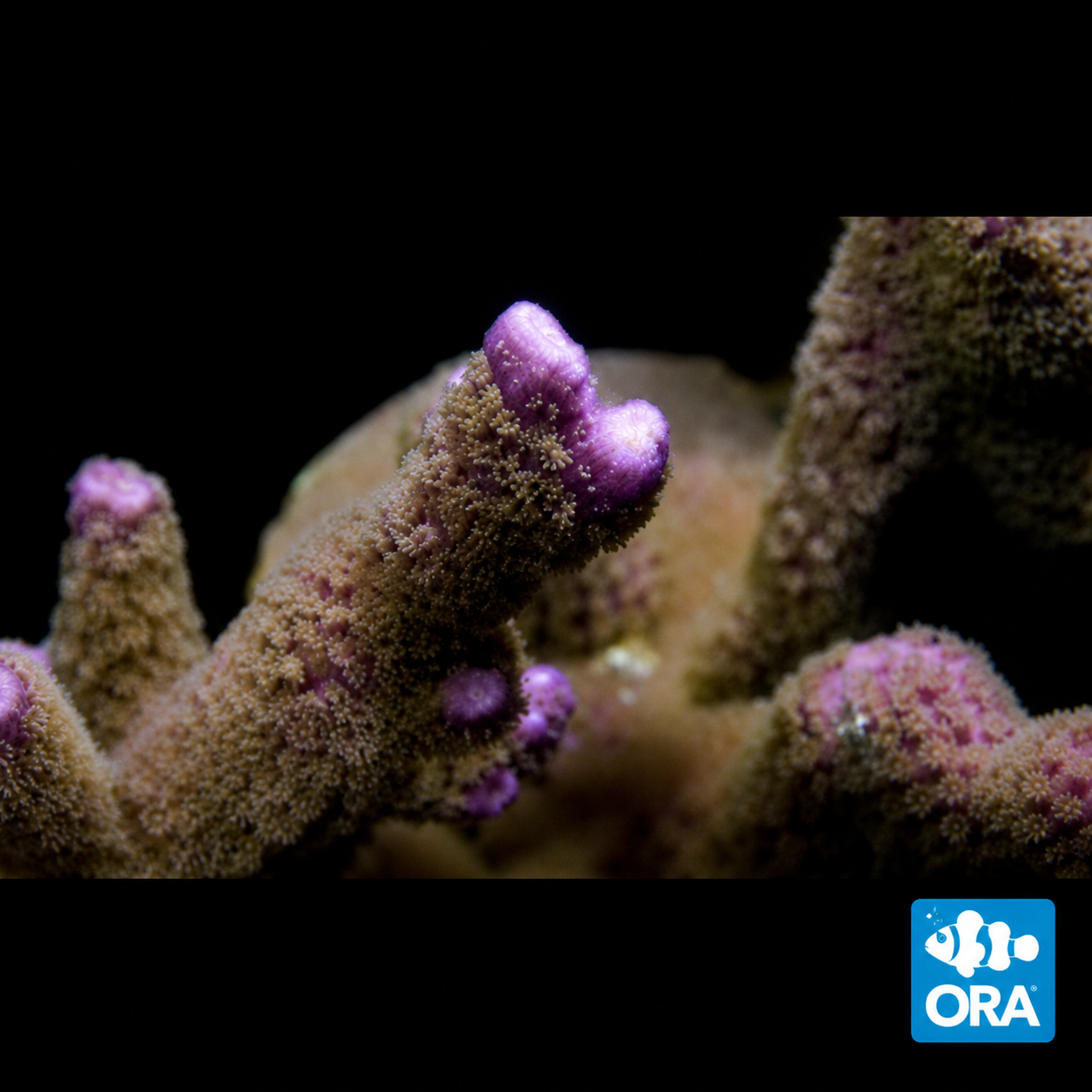 ORA PURPLE DIGITATA