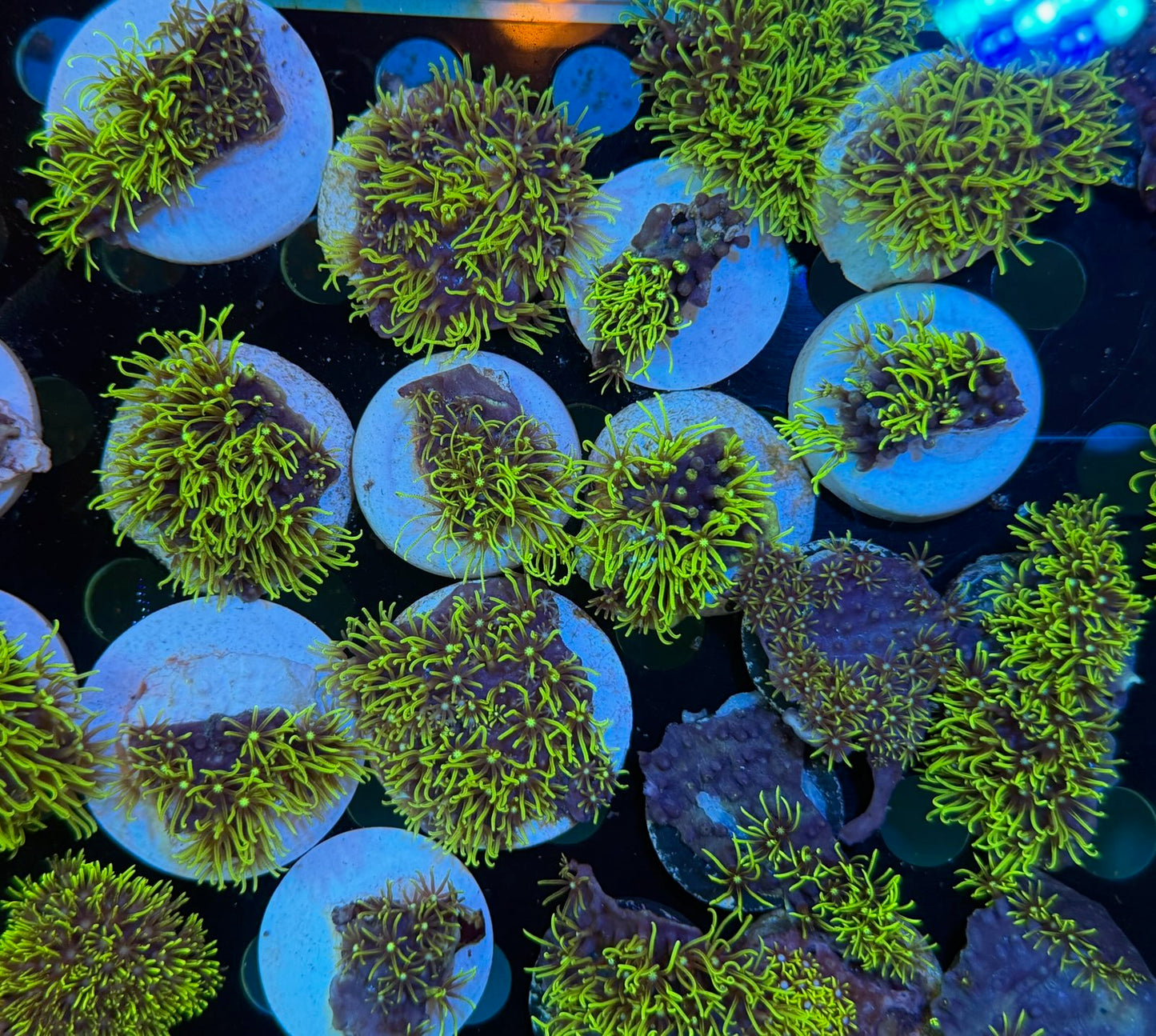 BPC GREEN STAR POLYP FRAG CULTURED
