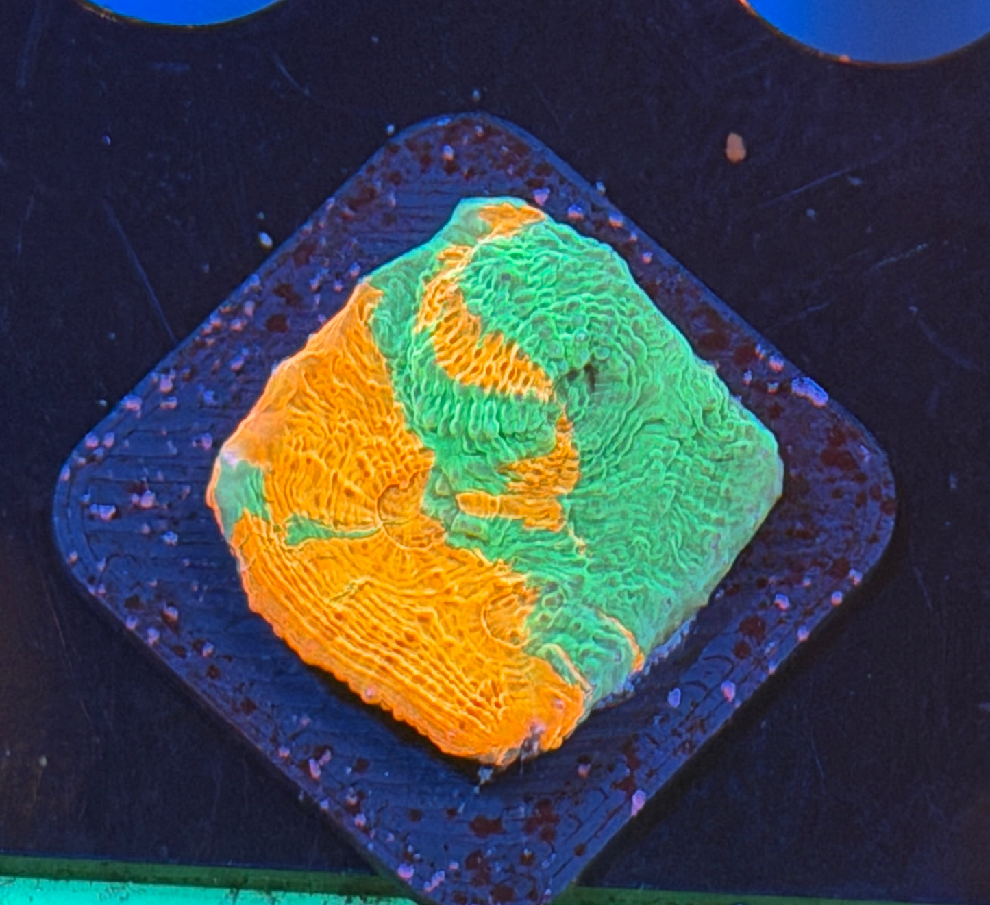 SDC RAINBOW JELLYBEAN CHALICE