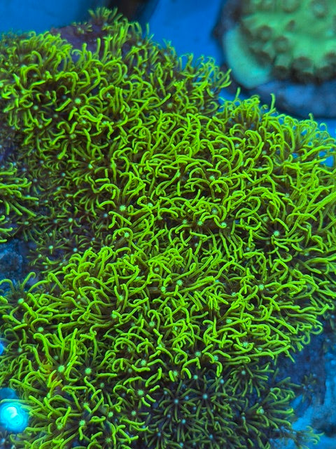 GREEN STAR POLYP SM