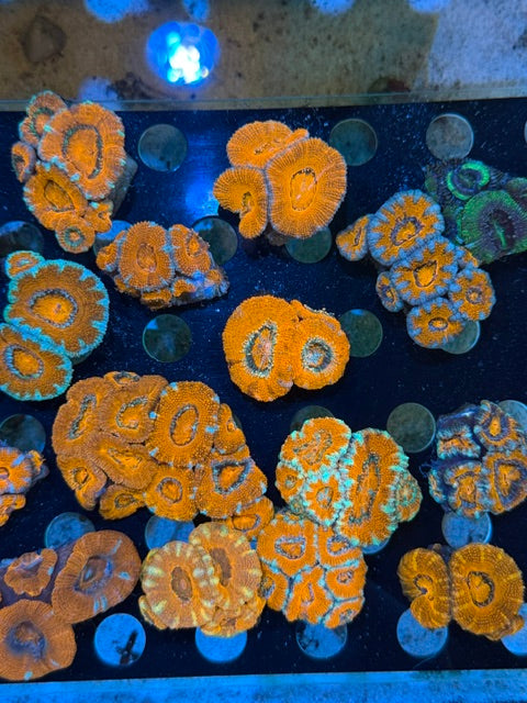 ACAN FRAGS