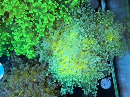 ASSORTED FROGSPAWN SINGLE