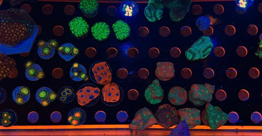ASSORTED PREMIUM FRAGS