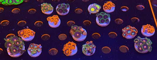 BPC 3 ZOA PACK