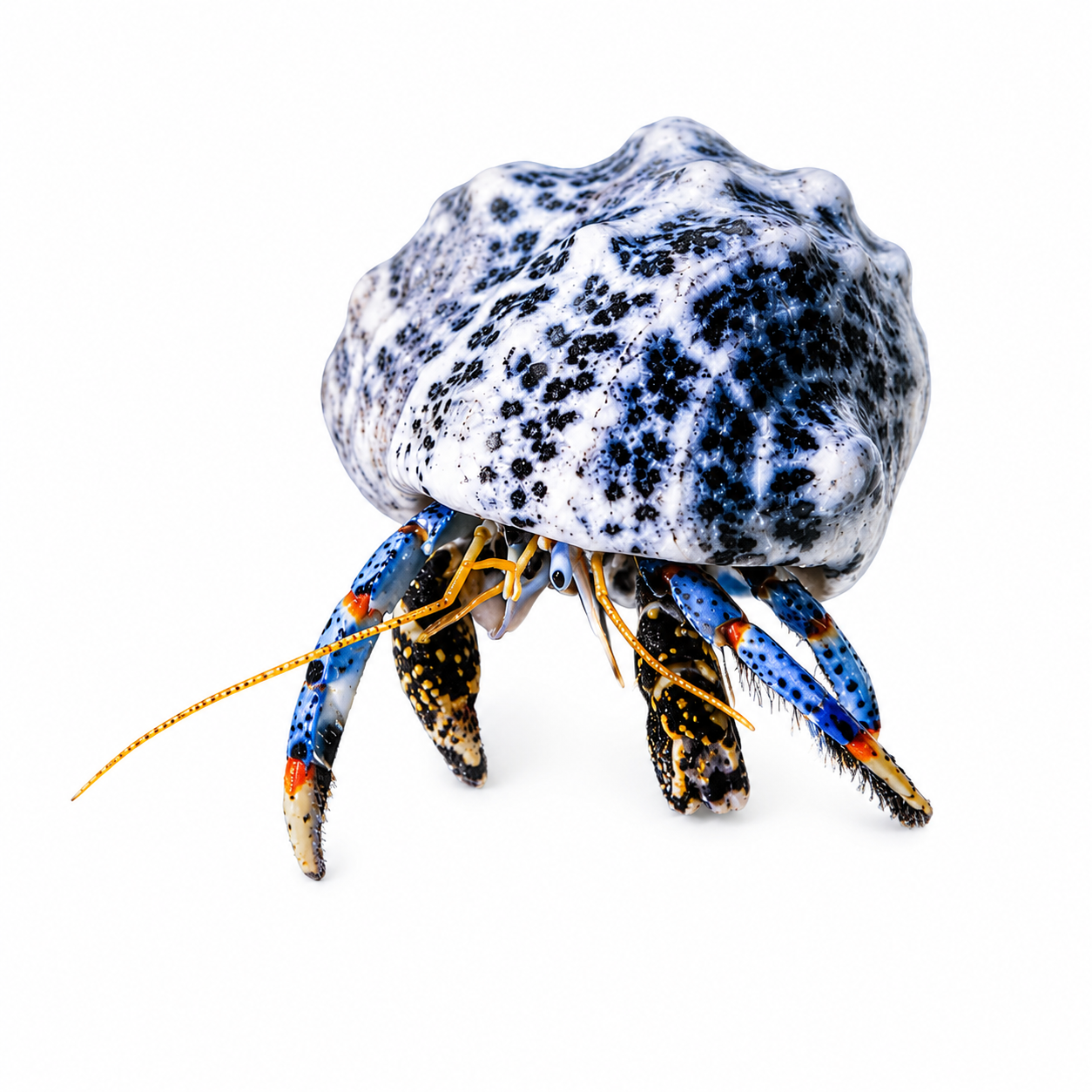 SP BLUE LEG HERMIT