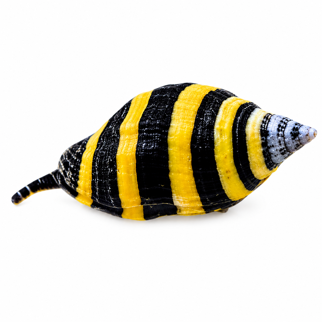 SP BUMBLE BEE SNAIL