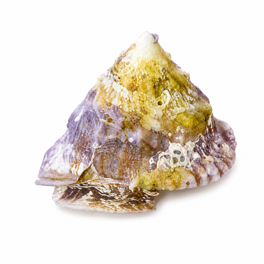 SP ASTREA SNAIL