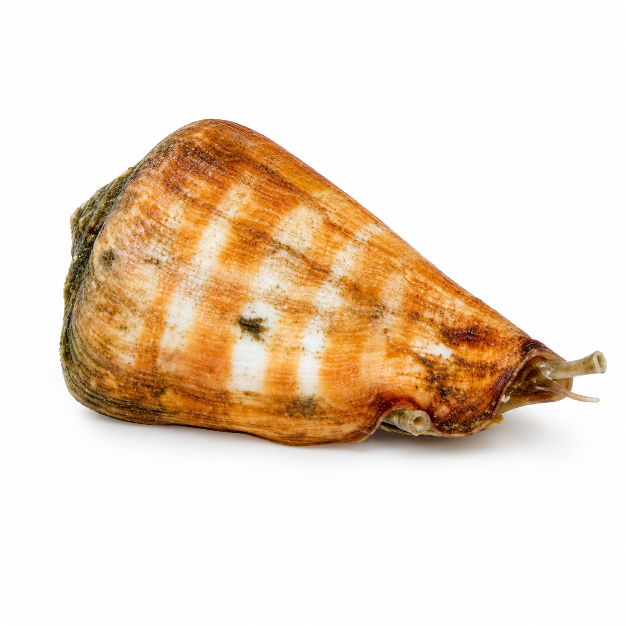SP TIGER SAND SNAIL