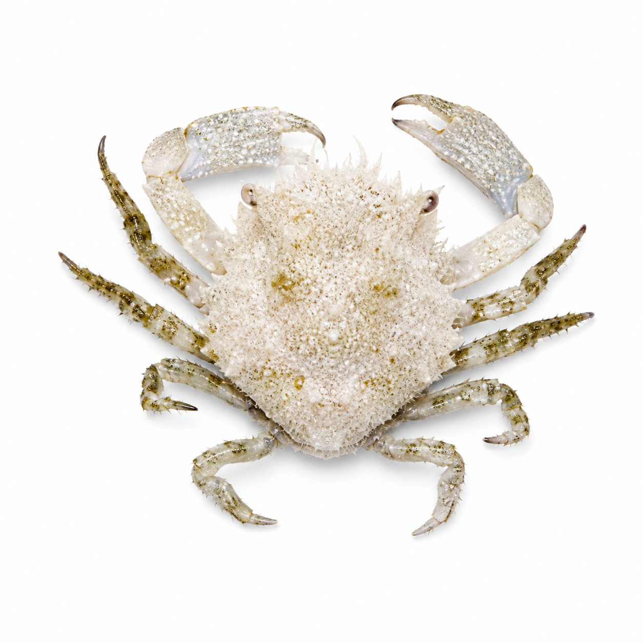 SP PITHO CRAB