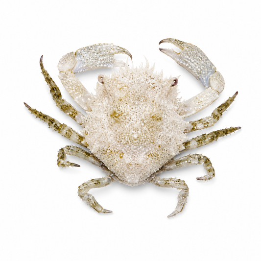 SP PITHO CRAB