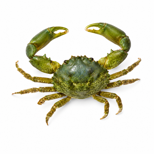SP EMERALD CRAB