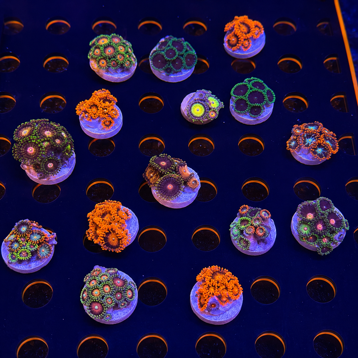 BPC 3 ZOA PACK
