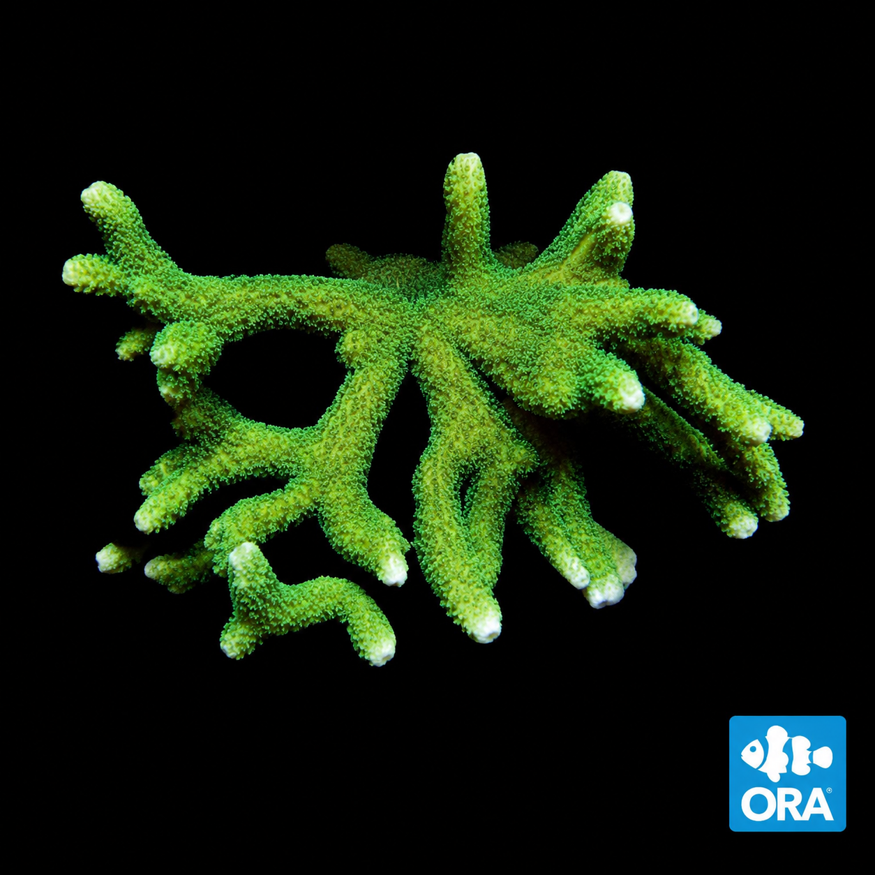 ORA NEON GREEN DIGITATA
