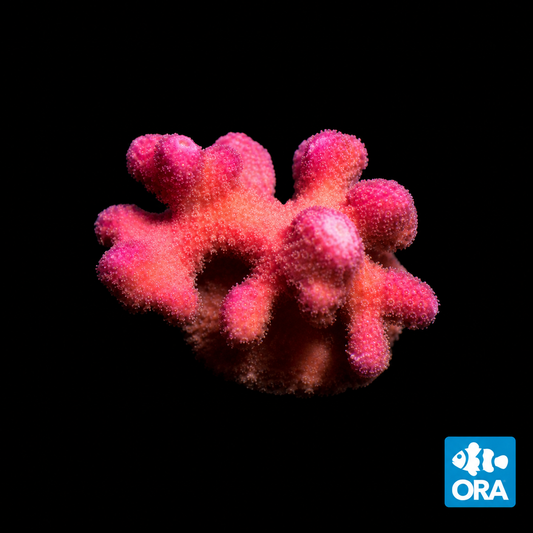 ORA PINK STYLO