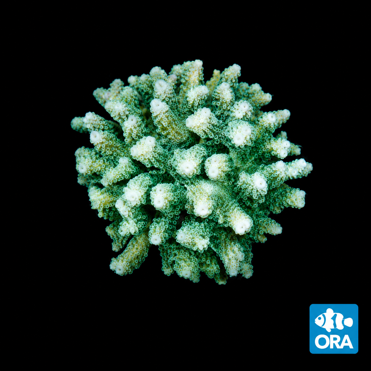 ORA GREEN BIRDSNEST