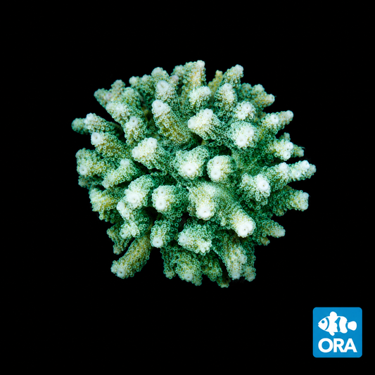 ORA GREEN BIRDSNEST