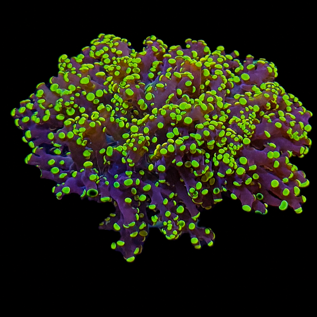 BPC FROGSPAWN CULTURED