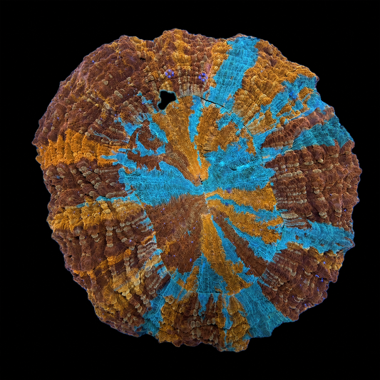 SFR ACANTHOPHYLLIA