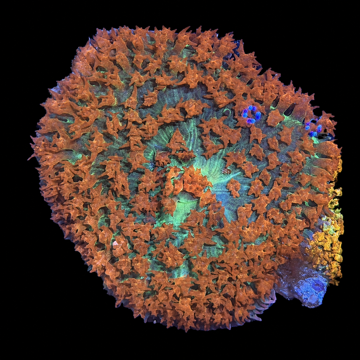 SFR ST THOMAS MUSHROOM