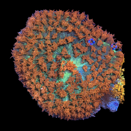 SFR ST THOMAS MUSHROOM
