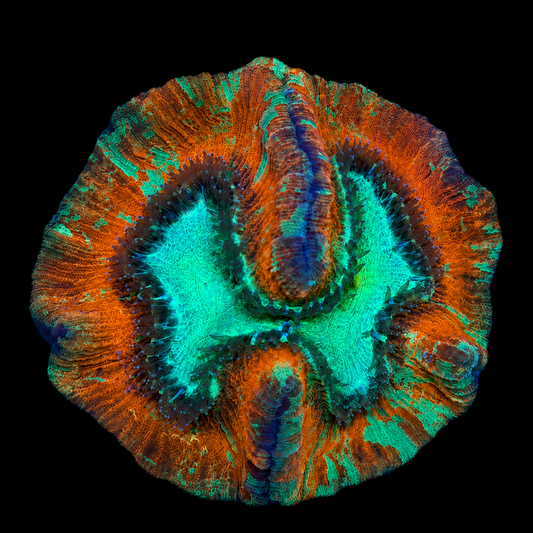 SFR WELLSOPHYLLIA