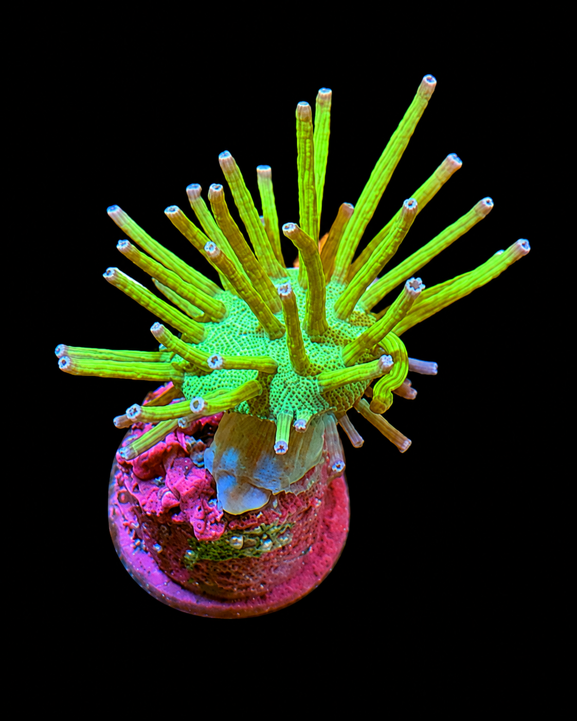 SDC STEVE TYREE NEON LEATHER