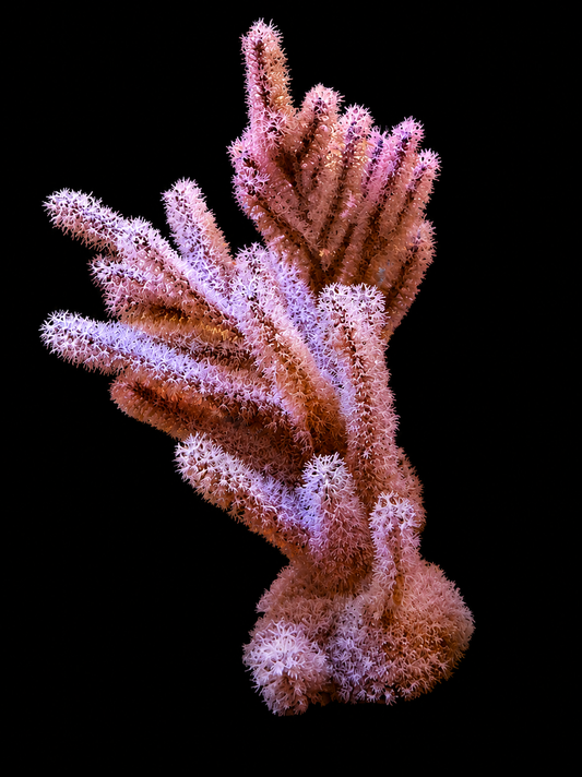 ASSORTED GORGONIANS