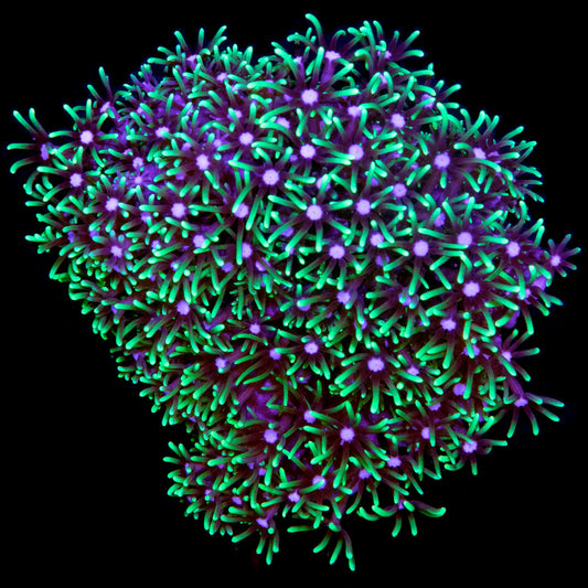 ASSORTED CLOVE POLYP