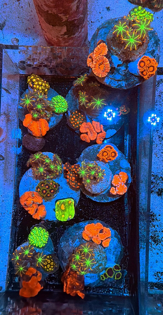 BPC 4 CORAL COMBO PUCK CULTURED