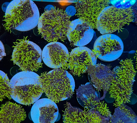 BPC GREEN STAR POLYP FRAG CULTURED