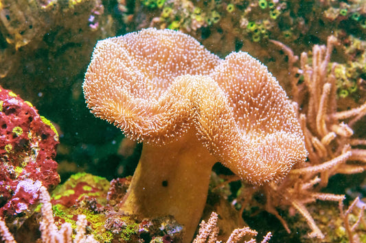 Toadstool Leather Coral